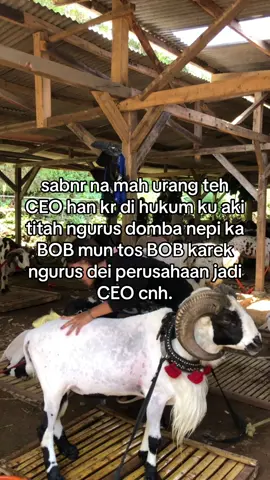 🤣 #fyp #dombagarut 