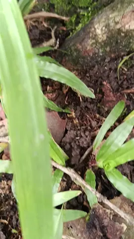 Cây 1 tỷ không bán 🌿