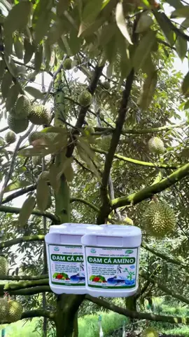 Đạm Cá Amino, Giúp Cây Bật Mầm, Nuôi Bông Nuôi Trái, Trị Vàng Lá Thối Rễ, Phục Hồi Cây #datmetalaxyl #vtnn #thuocbvtv #phuchoicay 