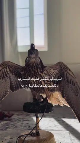 حارب ترى الدنيا مافيها استراحه👍🏻  #سعد_بن_جدلان #تصاميم_بدون_حقوق 