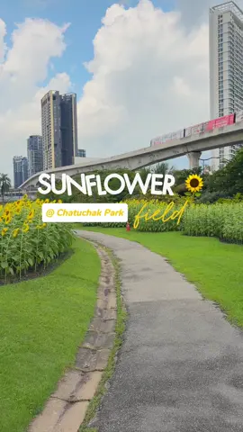 ดอกทานตะวันที่สวนจตุจักรบานแล้วนะ🌻✨ การเดินทาง:  - MRT สวนจตุจักร (ทางออก 2) - BTS หมอชิต (ทางออก 3) #ทานตะวัน #สวนจตุจักร #sunflower #chatuchak