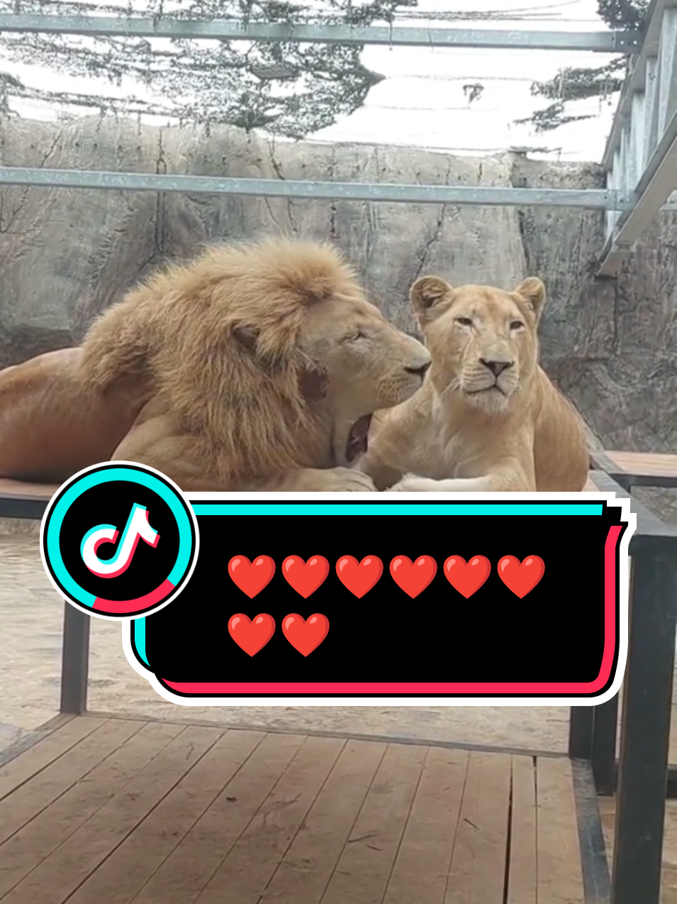 🦁👑 LOVE 👑🦁🫶❤️@👑🦁Adel' Live 🦁👑 #Love #1million #trending #like #TikTokTrends 