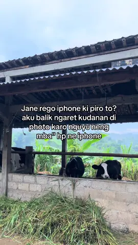 Kok heran aku regone piro to🥵#fyp #fypviralシ #masukberanda #sapiperah #sapiperahindonesia 