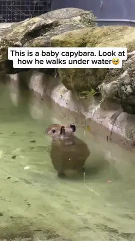 #aww #walkinginwater #capybara #zoos #cuteanimals  RANDOM 