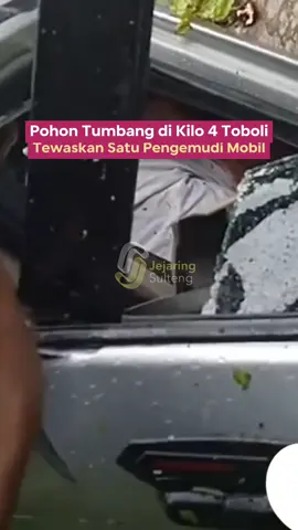 Kecelakaan tragis terjadi di Jalan Poros Palu–Toboli KM 4, siang tadi, sekitar pukul 12.15 WITA. Sebuah mobil Avanza dengan nomor polisi DB 1834 AZ tertimpa pohon besar yang tumbang. ​Pengemudi mobil, RP (warga Provinsi Gorontalo), dilaporkan meninggal dunia di lokasi kejadian setelah batang pohon menimpa keras bagian depan mobil. ​Korban telah dievakuasi ke RSUD Anuntaloko Parigi. Saat ini, situasi lalu lintas di lokasi kejadian telah kembali normal. ​Peringatan: Masyarakat diimbau selalu waspada mengingat cuaca buruk dan angin kencang yang berpotensi terjadi. Utamakan keselamatan dalam berkendara. . #jejaringsulteng #kotapalu #sultenghits #sultengnambaso 