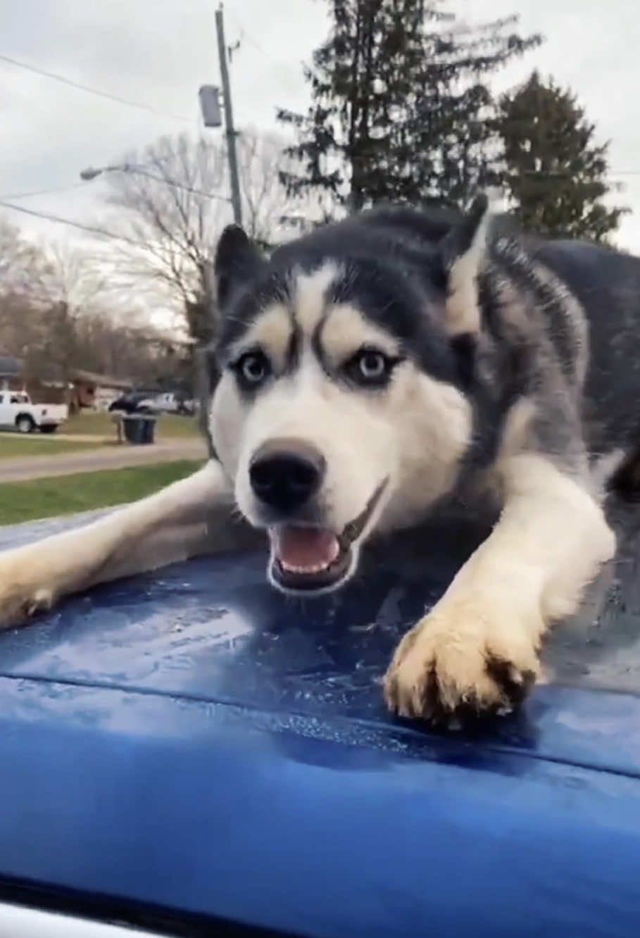 Bad dog. #dog #funnydog #foryou #dogsoftiktok #fyp #usa🇺🇸 