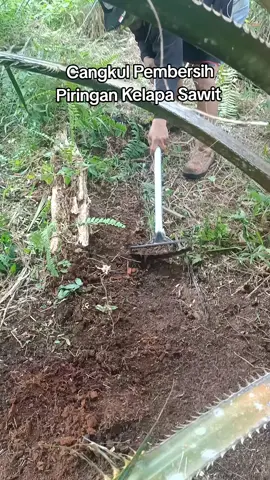 Cangkul Pembersih Piringan Kelapa Sawit #kelapasawit #piringan #cangkul #petanisawit #kelapasawit 