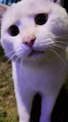 The cat s face says it all🐱#cat #cats #catslovers #catsoftiktok #fyp 