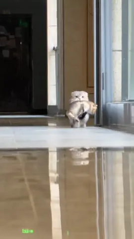 阔腿裤小猫 好大的🐟#猫咪 #萌宠出道计划 #宠物 #fyp#日常vlog 