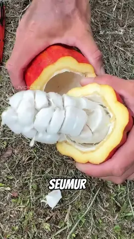 Cara mengolah kakao #cokelat #serunyabelajar #fyp 