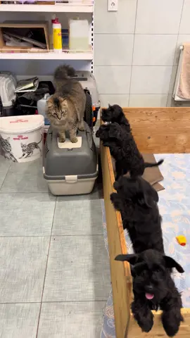 #тайлеранатольевич #щенкиищутдом #щенкиищутсемью #щенкицвергшнауцера #шнауцербеларусь 