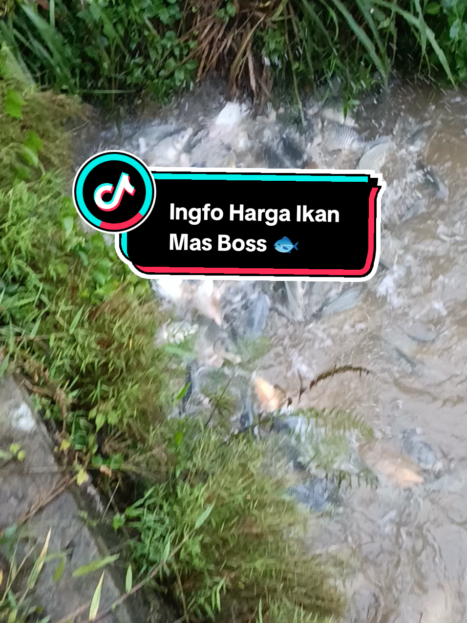 Ingfo Harga Ikan Masnya bossku 🐟 #ikanmas #pemancingindonesia #budidayaikan #subang #fyppppppppppppppppppppppp 