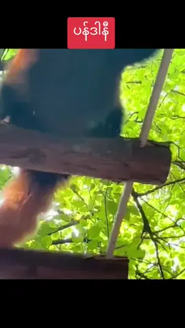 ပန်ဒါနီတဲ့ အူယားတာ ချစ်စရာကောင်းချက် #fyp #original #myanmar #theliberationhub 