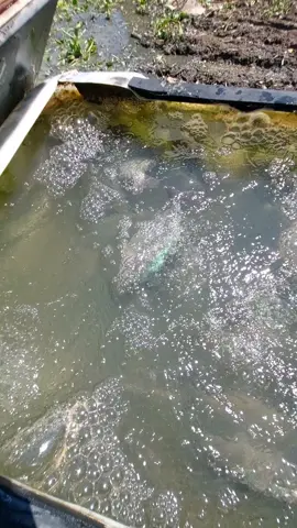 mú úc 500g_1kg 0901042547