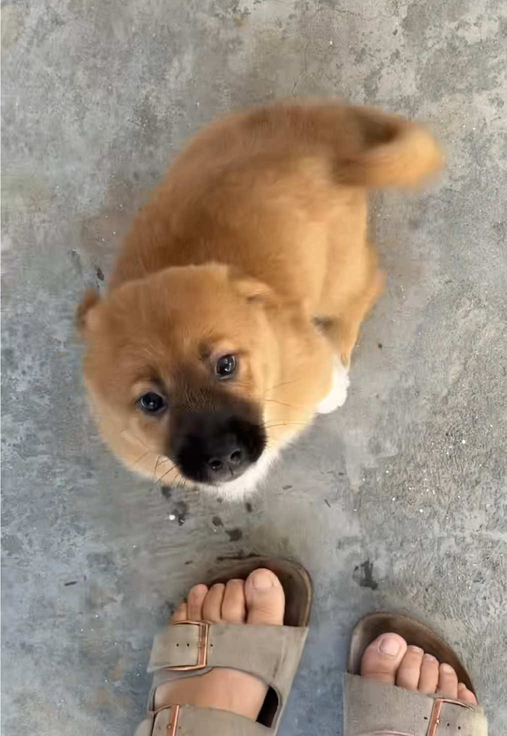 #dog #fyp #cutedog #doglover 