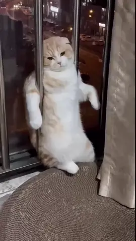 TAMA NG MINSA’Y UMIBIG AT NAGMAHAL SAYO NG LABIS 🫵🥺 #fypシ゚ #cat #justforfun #fypage 