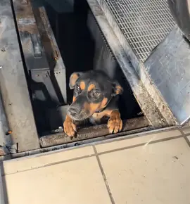 #спасениеживотных #собакадругчеловека #собака #спасениежизни 