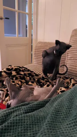 Fighting hairless cats 🐱 #cat #catsoftiktok #fyp #funnyvideos #funnypets 