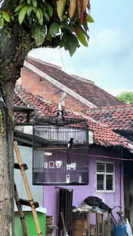 Pesona sazime series😎 kerodong sudah ready lagii #duasepuluhofficial #duasepuluhid #muraiprestasiindonesia #muraiprestasian #duasepuluhproject 