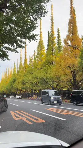 Tình hình lá vàng meji jingu 2025/11/2(日曜日)video gốc k qua chỉnh sửa Chuẩn bị nhiều dung lượng để chuẩn bị săn những bức ảnh đẹp nhất nhé #紅葉🍁 