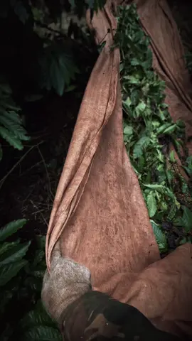 Thời gian này mưa nhiều…tranh thủ nắng lên cái là hái thôi các bác 🥰 #81gialai #xuhuongtiktok #fypシ゚ #viraltiktok 