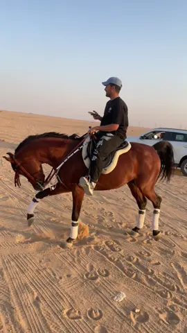 #السكب #خيول #خيل_وخياله🐎 #explore #مربط 