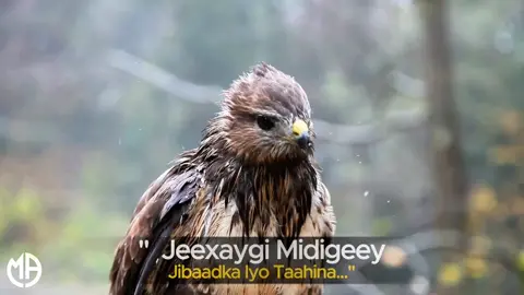 muuse ismaaciil qalinle | Qalam jalam | qaraami xul ah #qaraami #foryourpage #heesbilaamusic #somalitiktok 