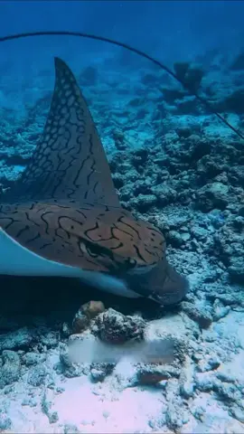 #relax #рыбки #красотаподводногомира #красота 