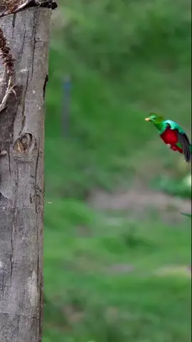 #سورة_النمل #الشريم 