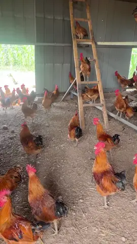 #farmlife #hen #chick3n #cats 