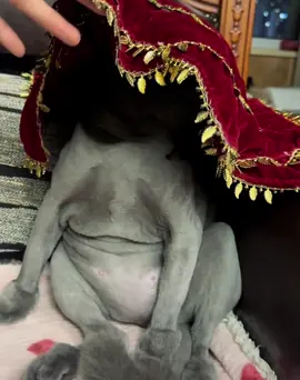 Chia thành hai phần😂#videoviral #xuhuongtiktok #meow #videohaihuoc 