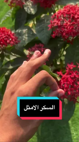 #السكر_الامثل #السكر_التراكمي 