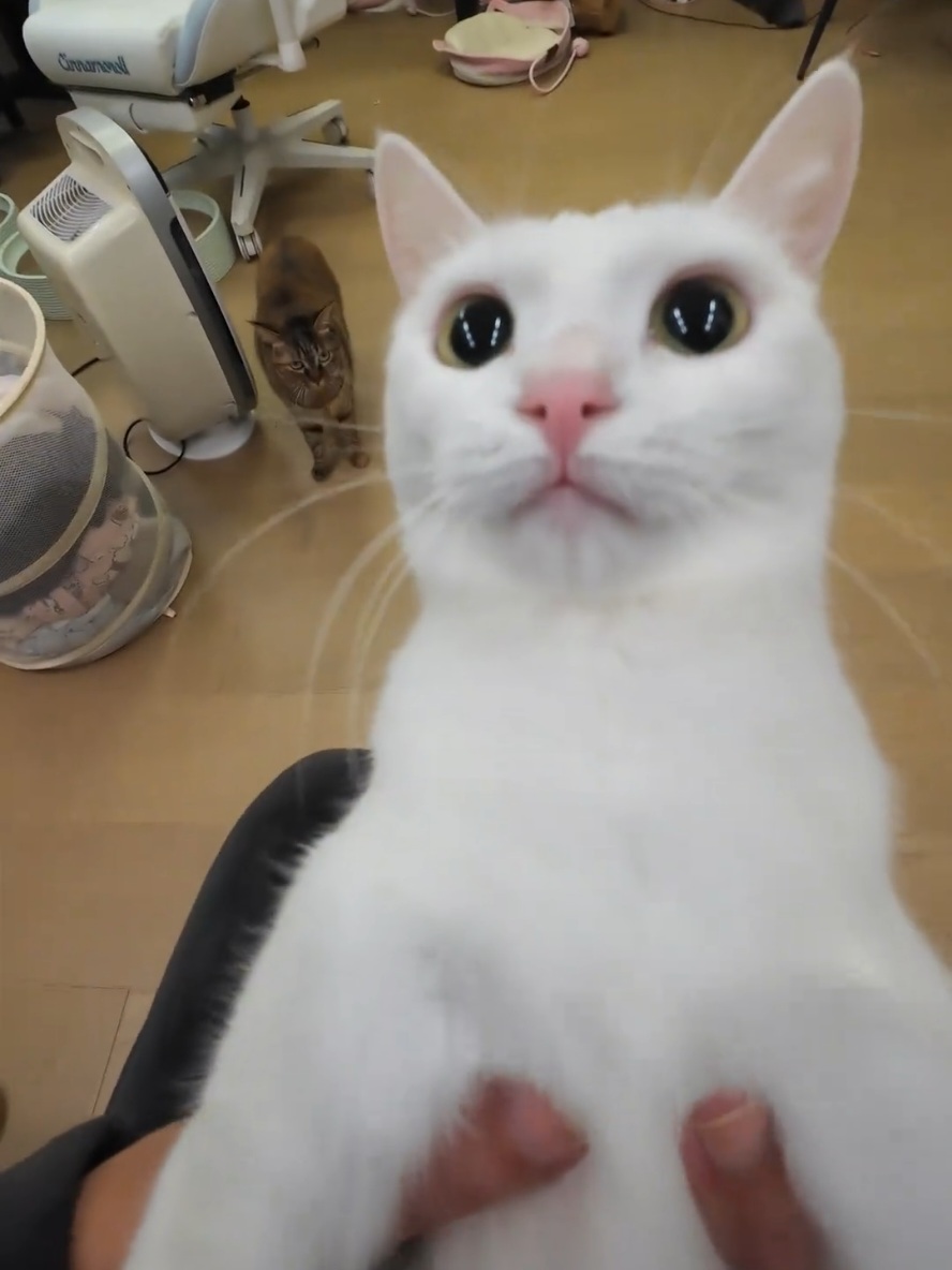 Beibei is back , say hi to Qeiqei !  #fyp #fufucat #cat #pets #catsofttiktok 