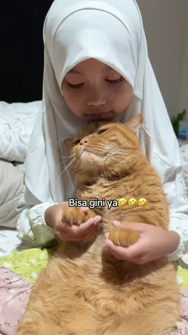 Beda ya dodo #kucing #kucinglucu #catsoftiktok 