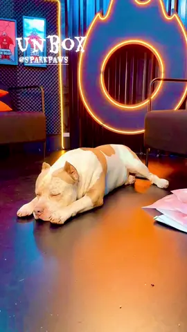 Meus recebidos  #unboxingvideo #pet #sparkpaws @SPARK PAWS 