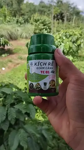 Có anh em nào đang dùng loại này không ạ #chamsoccay #kichre #kichremaivang #tuyenxaykenh47 #nongdan 