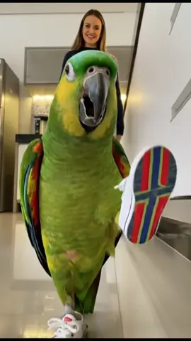 #viral #ia  #artificialintelligence  #sora2 #veo3 #criacaodeconteudo  #pets  #PetsOfTikTok  #tiktok #animals 