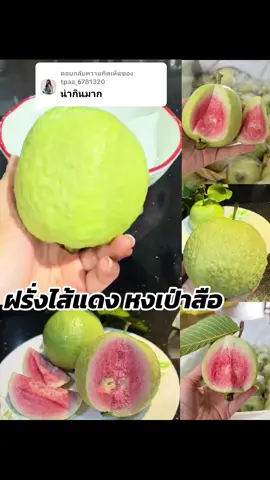 ตอบกลับ @tpaa_6781320 หวาน กรอบ อร่อยมากค่ะ #ฝรั่งไส้แดงหงเป่าสือ #ฝรั่งไส้แดง 