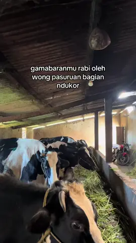 bagian pucok#fyp #fypシ゚ #peternakmuda #peternaksapiindonesia #pasuruan24jam 