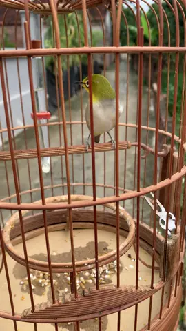 Cứ thế thôi #xuhuongtiktok #vanhkhuyenliu 