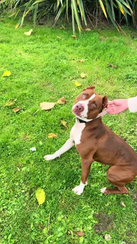 #pitbull#pourtoii#viral#pitbulllove 