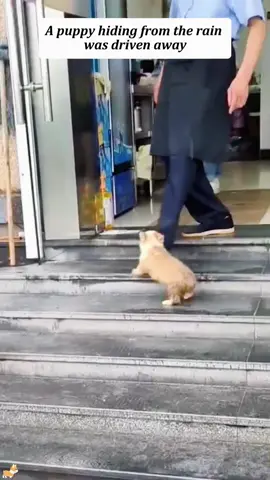 Please don't hurt stray dogs; they are also lovely lives.🥹🥹🐶🐶#tiktok #fyp #usa #rescuedog #puppy 