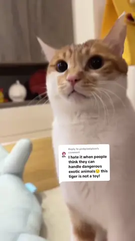 Replying to @pinkpixelpixie   cat   attraction sound meowing meowwwwo sounds loudly. #meowing #catsounds #meow 