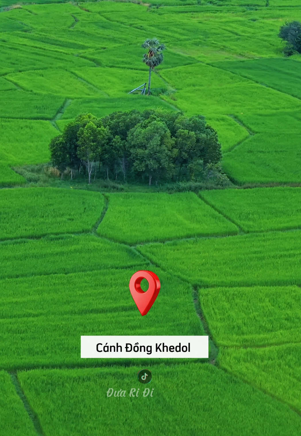 📍 Cánh đồng Khedol – nơi màu xanh nối tiếp tới chân trời 🌱 Ai rồi cũng cần một nơi để “thở”. #TayNinhDepLam #Duaridichoi #tayninh70 #canhdongkhedol #nuibadentayninh 