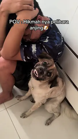 Lucu nya anjingku🤣 @@bonnieandmaxi 