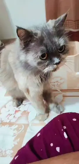 Attention Seeker 😺  #catlover #catsoftiktok #Cat 