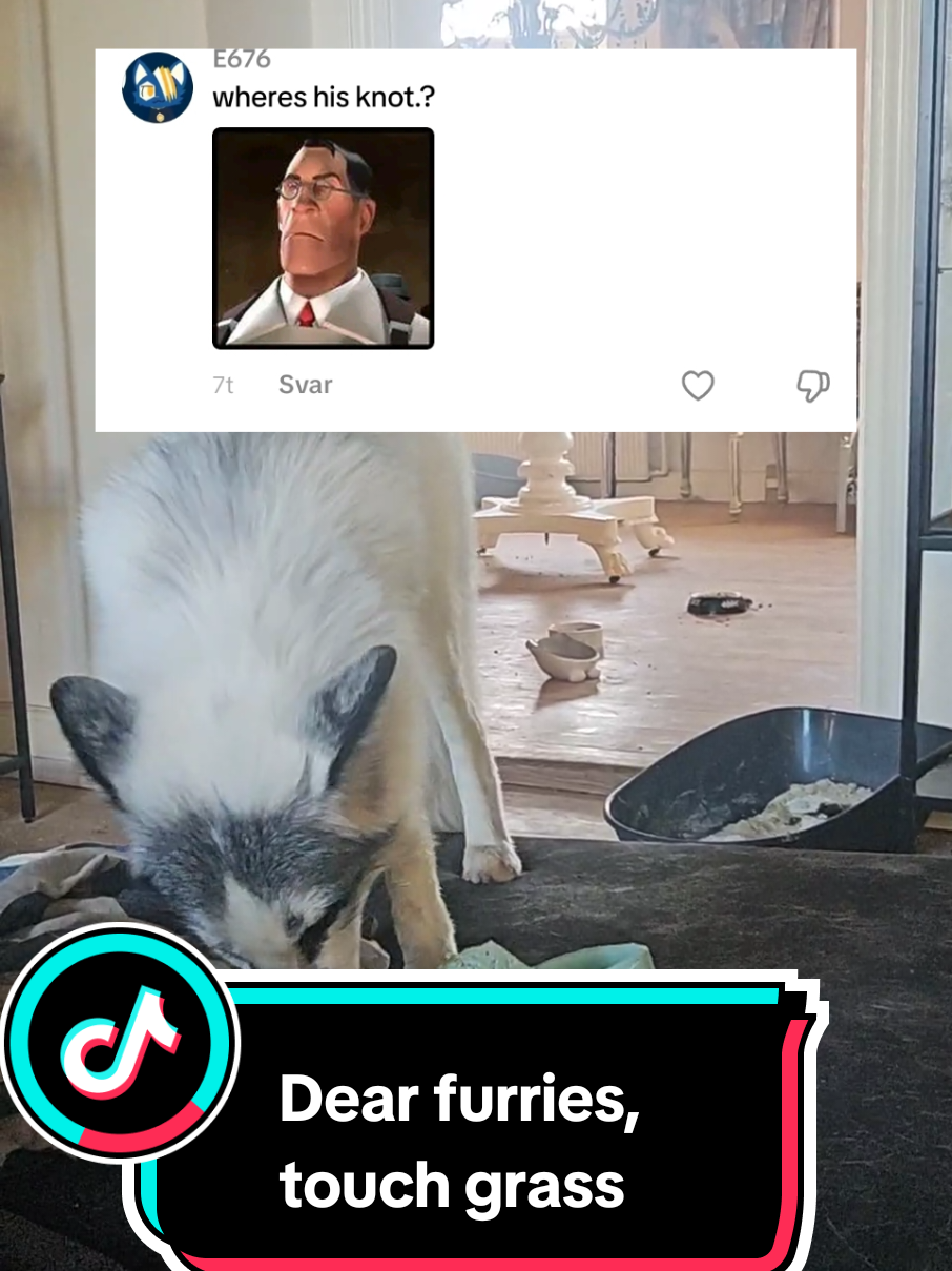 can’t believe this needs to be said but… here we are.  Edit: I will block everyone who make up excuses for this kind of behavior. Its sick. Get help.  #furrytiktok #furrys #petfox #cutepet #juststop 