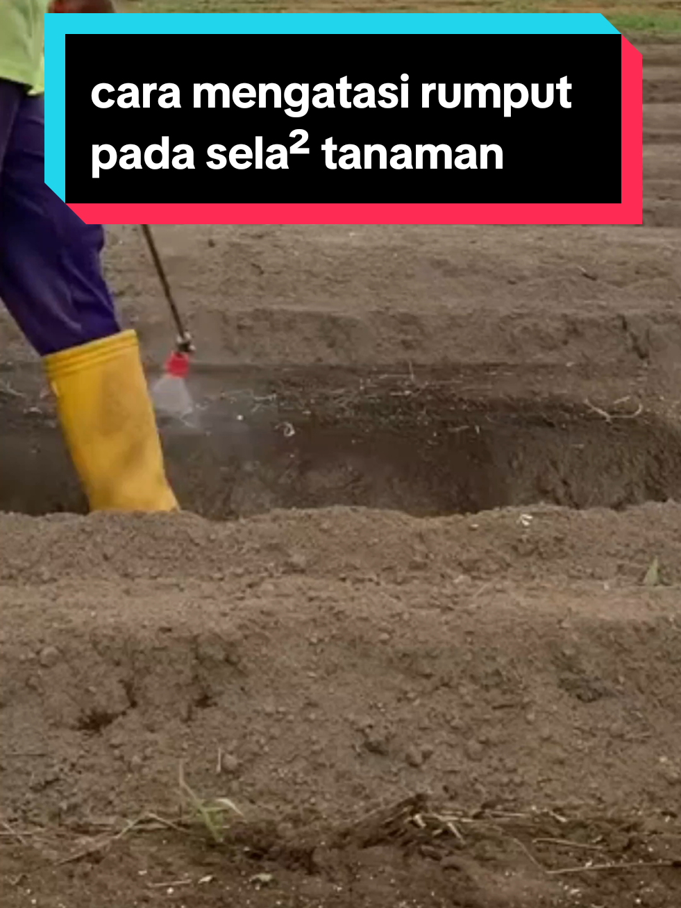 herbisida vulgar cara mengatasi rumput pada sela² tanaman #herbisidavulgar #vulgar #herbisidaselektif #racun rumput yang aman untuk jagung #herbisida 