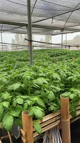 #petaniindonesia🇮🇩🇮🇩🇮🇩🌿🌿 #petanimilenial #smartgreenhouse #kentangbromo #kentangtengger 