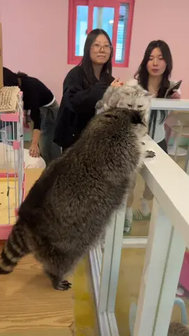 고양이 사랑꾼 #catlover #미어캣족장 #raccoon #ソウル #건대핫플 